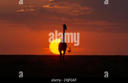 Giraffe keniane Kenya Est, frica Foto Stock