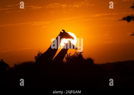 Giraffe keniane Kenya Est, frica Foto Stock