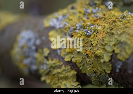 Scala gialla Foto Stock