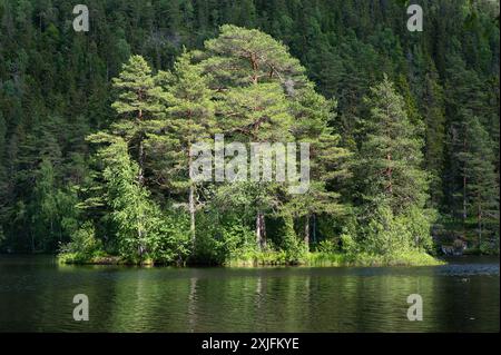 La luce del sole cade su una piccola isola nel lago Burudvann, facendola illuminare contro la collina boscosa dietro. Foto Stock