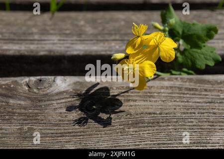 Maggiore Celandine Foto Stock