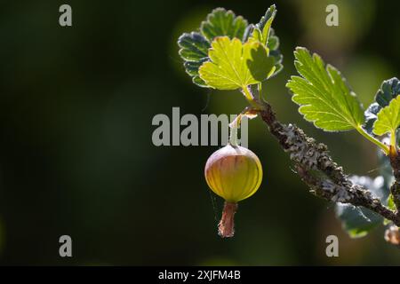 Uva spina Foto Stock