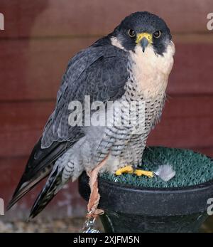 Il falco pellegrino, noto anche semplicemente come il pellegrino, e storicamente come falco d'anatra in Nord America. Foto Stock