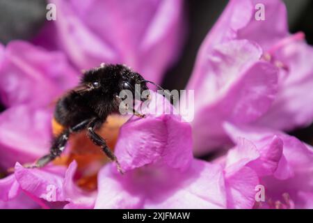 Red-tailed bumblebee Foto Stock