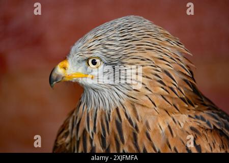 L'aquilone rosso è un uccello preda medio-grande della famiglia degli Accipitridae, che comprende anche molti altri rapaci diurni come aquile e poiane. Foto Stock