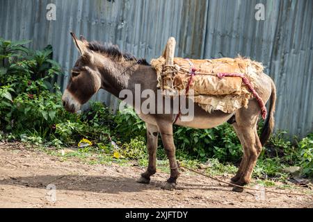 Uno splendido asino in un villaggio africano aspetta accanto alla strada, portando con sé una sella di legno, che riflette la vita rurale e le pratiche tradizionali Foto Stock