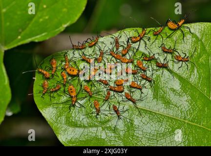 Milkweed assassina insetto ninfa insetti zelus longipes linneo sulla natura delle foglie controllo dei parassiti primaverili. Foto Stock