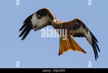 Brandeburgo An Der Havel, Germania. 15 luglio 2024. 15.07.2024, Brandenburg an der Havel. Un aquilone rosso (Milvus milvus), noto anche come aquilone rosso o l'orlo di Montagu, vola nel cielo blu vicino a Brandenburg an der Havel. A differenza di altri aquiloni, gli aquiloni rossi si trovano quasi esclusivamente in Europa. La maggior parte delle circa 40.000 coppie riproduttrici in tutto il mondo vive in Germania. Credito: Wolfram Steinberg/dpa credito: Wolfram Steinberg/DPA/DPA/Alamy Live News Foto Stock