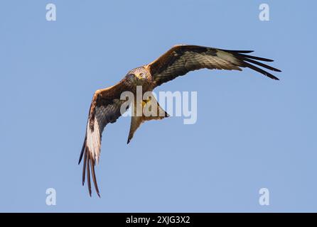 Brandeburgo An Der Havel, Germania. 15 luglio 2024. 15.07.2024, Brandenburg an der Havel. Un aquilone rosso (Milvus milvus), noto anche come aquilone rosso o l'orlo di Montagu, vola nel cielo blu vicino a Brandenburg an der Havel. A differenza di altri aquiloni, gli aquiloni rossi si trovano quasi esclusivamente in Europa. La maggior parte delle circa 40.000 coppie riproduttrici in tutto il mondo vive in Germania. Credito: Wolfram Steinberg/dpa credito: Wolfram Steinberg/DPA/DPA/Alamy Live News Foto Stock