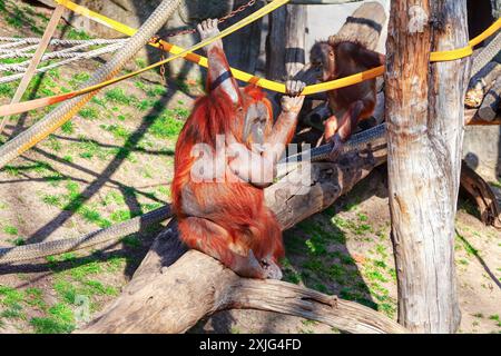 Scimmia seduta su un ramo d'albero nello zoo. L'orangutan è circondato da funi e catene, che vengono utilizzate per tenerlo nel suo recinto Foto Stock