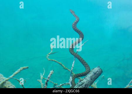 Caccia al serpente di dadi sott'acqua nel parco nazionale dei laghi di Plitvice in Croazia in Europa Foto Stock