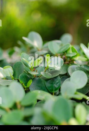 Vista ravvicinata delle foglie di Ficus annulata Blume. Sfondo verde foglie. Foto Stock