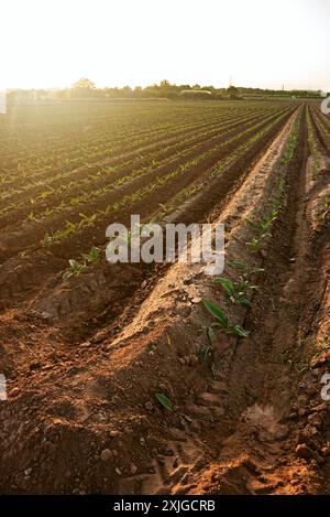 Piantato di recente. Gli inizi di una nuova crescita nel giardino spagnolo. Foto Stock