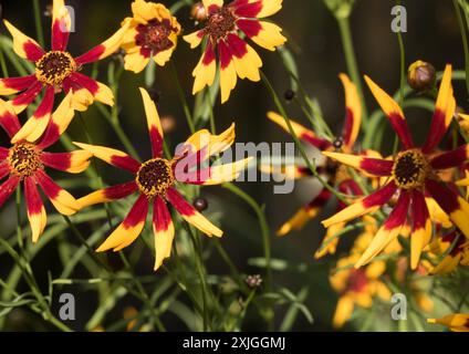 Un mucchio di bellissimi coreopsi gialli e rossi - semi d'oro - fiori in piena fioritura Foto Stock