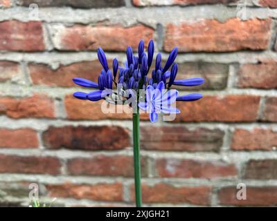L'Agapanthus africanus, o giglio africano, è una pianta in fiore del genere Agapanthus. Qui la testa dei fiori sta emergendo dal bocciolo in un giardino Foto Stock