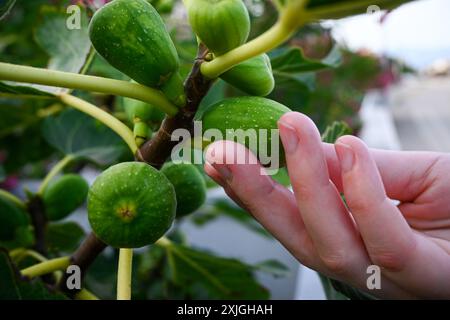 Il giardiniere sta controllando i fichi verdi acuri che crescono su un ramo circondato da foglie verdi. Foto Stock