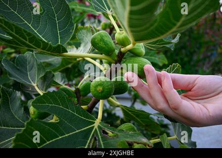 Il giardiniere sta controllando i fichi verdi acuri che crescono su un ramo circondato da foglie verdi. Foto Stock