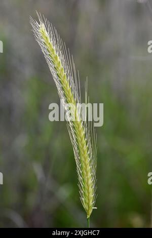 Orzo nel campo, primo piano Foto Stock