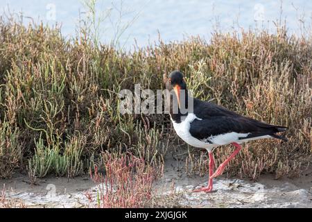 Oystercatcher eurasiatico o Haematopus ostralegus uccello in periodo di riproduzione, parco nazionale del delta di Evros. Foto Stock