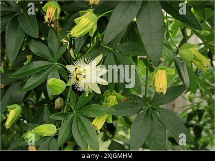 Fiore della passione crema e viola con foglie e alcuni boccioli per fiori non aperti Foto Stock