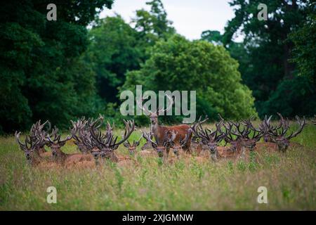 Ripon, North Yorkshire, 18 luglio 2024. Una mandria di cervi si rilassa a inizio serata allo Studley Royal Park. Foto Stock