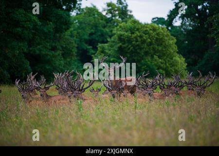 Ripon, North Yorkshire, 18 luglio 2024. Una mandria di cervi si rilassa a inizio serata allo Studley Royal Park. Foto Stock
