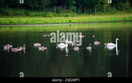 Ripon, North Yorkshire, 18 luglio 2024. Una famiglia di svevi si vede rinfrescare nel lago Studley a Studley Royal Park. Foto Stock