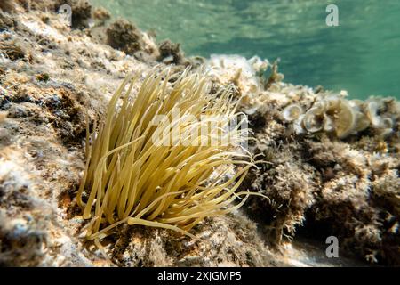 Cabras, Italia. 18 luglio 2024. Un cetriolo di mare tubolare (Holothuria tubulosa) è stato raffigurato nelle acque di San Giovanni di Sinis, Sardegna, Italia, il 18 luglio 2024. (Foto di Emmanuele Contini/NurPhoto) credito: NurPhoto SRL/Alamy Live News Foto Stock