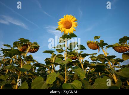 Un unico girasole fiorito (Helianthus annuus) tra molti girasoli sbiaditi Foto Stock