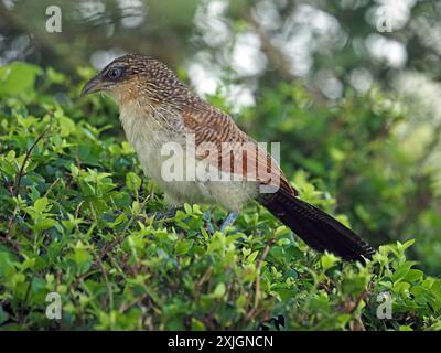 Coucal immaturo o cuculo con tacco di larice (Centropus superciliosus) sulla verdeggiante vegetazione del Parco Nazionale di Nyerere, Tanzania, Africa Foto Stock