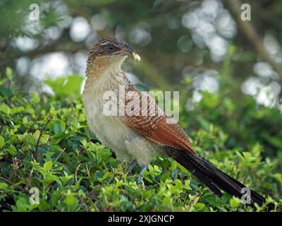 Coucal immaturo o cuculo con tacco di larice (Centropus superciliosus) sulla verdeggiante vegetazione del Parco Nazionale di Nyerere, Tanzania, Africa Foto Stock