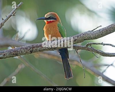 Mangia di api dalla facciata bianca (Merops bullockoides) con dettagliati insetti piumati di hawking dal persico sul ramo del Nyerere National Park, Tanzania, Africa Foto Stock