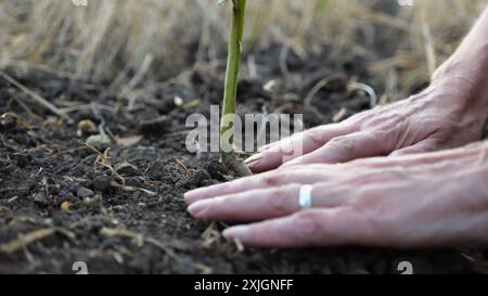 Mani femminili di contadini che piantano germogli verdi nel terreno durante la stagione estiva. Braccia di agronomi che si prendono cura delle piccole piantine durante la siccità. Concetto di Foto Stock