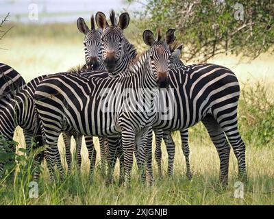 Abbagliamento di pianure sane e vigili o zebra di Burchell (Equus Burchelli) che si sovrappongono a molte zampe a strisce nel Parco Nazionale di Nyerere, Tanzania, Africa Foto Stock
