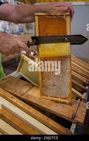 Una lama riscaldata viene utilizzata per rimuovere il cappuccio dal pettine del miele, rivelando il miele dorato sottostante. Foto Stock