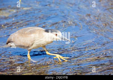 Black Crown Night Heron - preda di stalking per adulti Foto Stock