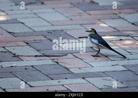 Il White Wagtail, con il suo sorprendente piumaggio nero, bianco e grigio, si trova comunemente nei campi aperti e vicino ai corpi idrici in Europa e Asia. IT Foto Stock