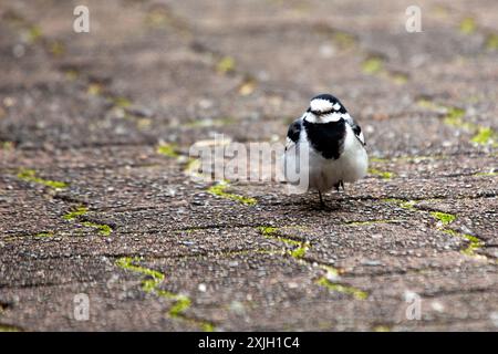 Il White Wagtail, con il suo sorprendente piumaggio nero, bianco e grigio, si trova comunemente nei campi aperti e vicino ai corpi idrici in Europa e Asia. IT Foto Stock