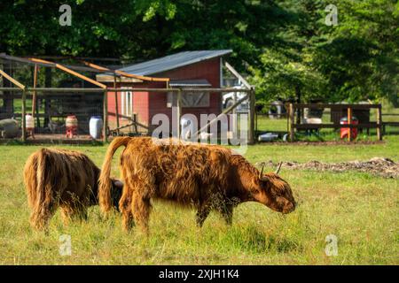 RT 20 nella zona rurale di Washington, Stati Uniti. Mucche delle Highland al pascolo. Foto Stock