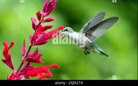 Primo piano di Hummingbird dalla gola rubina che si nutre di nettare dai fiori di salvia rossi in Quebec, Canada. Lo sfondo è verde bokeh. Foto Stock