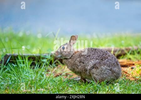 Deception Pass State Park, Washington, Stati Uniti. Brush Rabbit nella zona di North Beach che sgrana l'erba. Foto Stock
