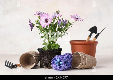 Fiori in fiore, vasi di fiori e attrezzi da giardinaggio sul tavolo su sfondo bianco Foto Stock