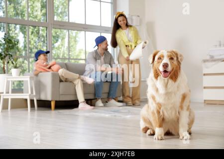 Carino pastore australiano con la famiglia durante la riparazione in camera Foto Stock