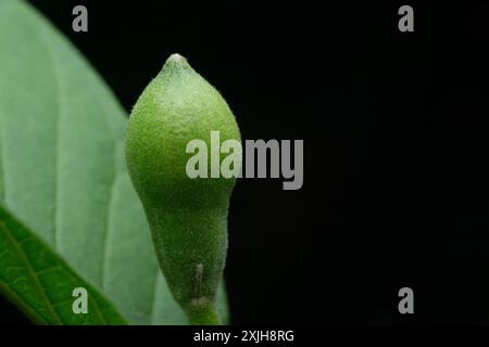 immagine ravvicinata di un piccolo frutto di guava sul ramo, pronto a crescere. fotografia macro. Psidium guajava. Foto Stock