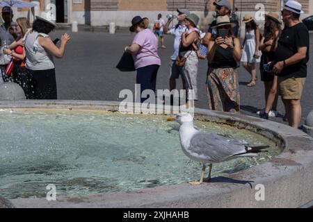 Roma, Italia. 18 luglio 2024. Gabbiano vicino a una fontana in Piazza del popolo a Roma (foto di Matteo Nardone/Pacific Press) credito: Pacific Press Media Production Corp./Alamy Live News Foto Stock