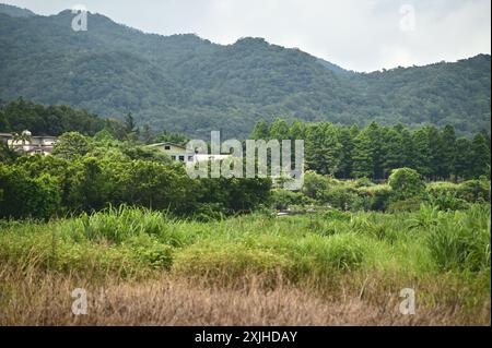 Cattura l'essenza dell'agricoltura rustica con una vista ravvicinata dell'amaranto rosso vibrante che fiorisce in un campo verdeggiante. Foto Stock