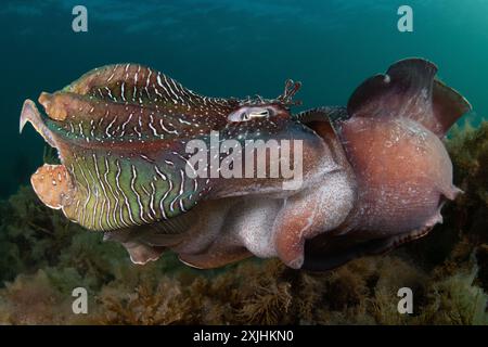 Seppie giganti australiane Foto Stock