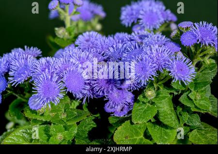 Splendidi fiori blu Ageratum Bluemink in fiore su sfondo verde. Primo piano della testa dei fiori. Foto Stock