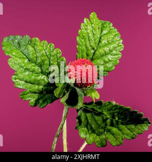 Splendida Duchesnea indica rossa fiorita o fragola di faise su sfondo rosa. Primo piano della testa dei fiori. Foto Stock