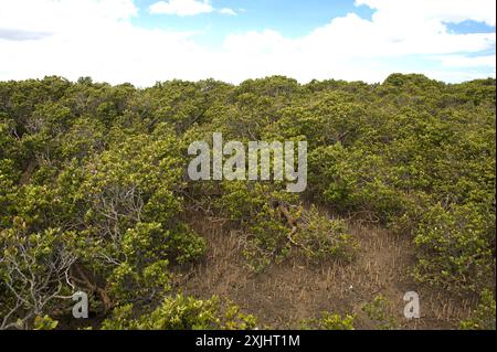 Le mangrovie (Avicennia Marina) sono comuni nelle zone umide intorno all'Australia. Amano il fango e le distese di fango - anche fino a Victoria, Australia. Foto Stock